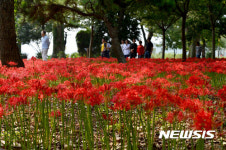 활짝 핀 꽃무릇