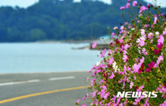 코스모스 핀 해안도로