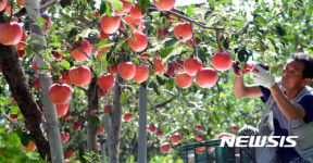 예산 사과 맛 좋아요!