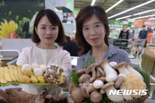 일능이, 이송이, 삼표고, 버섯은 다 모았다