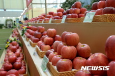 장수 한우랑사과랑축제 전시된 사과