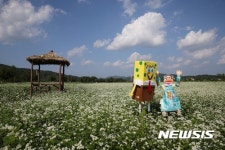 가을 햇살 아래 만개한 경남 합천 메밀꽃 재배단지 