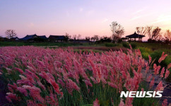 함평군 주포한옥마을에 억새밸리존 조성