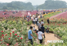 2017 양주시 천만송이 천일홍 축제 