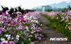 가을정취 더하는 코스모스길