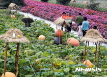 경남 하동 북천 코스모스·메밀꽃축제 대박 조짐 
