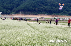 경남 하동 북천 코스모스·메밀꽃축제 대박 조짐 
