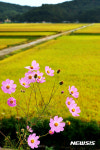 가을들녘에 핀 코스모스