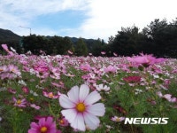 경남 합천 야로면 해인사IC 입구 코스모스 꽃 세상