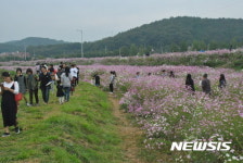 가을꽃 코스모스 보러오세요···구미, 장천 코스모스 축제 개막