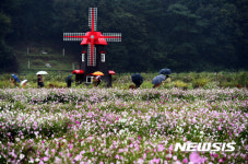 코스모스축제장을 찾은 사람들
