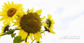 웃고 있는 해바라기