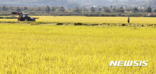 황금물결 이룬 논