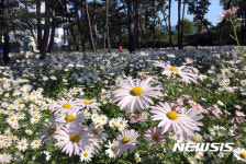 구절초 만개한 밀양 삼문송림