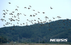 다시 돌아온 철새
