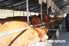 횡성한우축제 19일 개막
