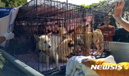 학대 의혹 광주 개농장 2곳서 동물 구조 