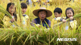 친환경 벼 수확합니다