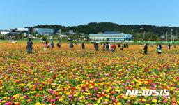 가을꽃의 향연 장성 황룡강 노란꽃잔치