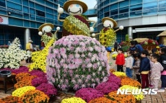 국화향 넘치는 구청 광장