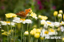 꿀따는 네발나비