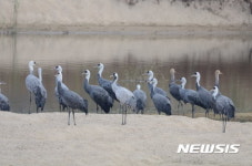 구미, 해평습지 찾은 흑두루미…32마리 올해 첫 안착