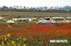 장성 황룡강 노란꽃잔치 100만명 육박