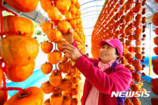 황금빛 가을 곶감