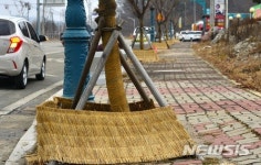 [제천소식]도로변 가로수 월동준비 등