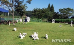 군산에 들어선 도그랜드 각광