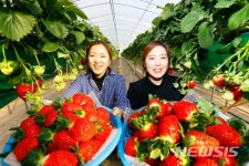 아리향 드세요