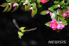 분주한 날개짓, 여수 자산공원 동박새 