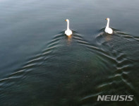 큰고니의 데이트