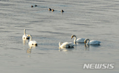 큰고니 평화로운 오후