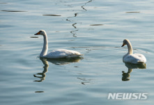 한가로운 큰고니의 오후