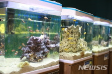경북민물고기센터, 해수관상어 30종 500마리 특별 전시