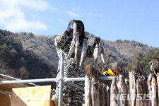 추위가 반가운 황태마을 주민들
