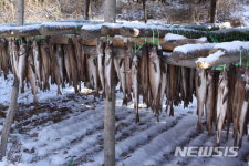 익어가는 황태