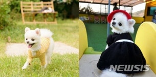 [개와 당신]반려견 전성시대…아낌없이 주는 사람들