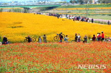 전남도 대표 축제 선정된 장성 황룡강 노란꽃잔치