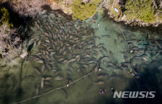 추울 땐 온천이 최고옹기종기 모인 매너티들 