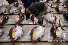 도쿄 쓰키지 시장의 마지막 새해 참치 경매
