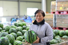 경남 함안 겨울수박, 출하 한창... 국내 생산량 70% 차지