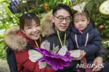 에버랜드 미리봄 나비정원 선보여…나비 7000마리 관찰