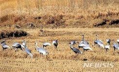 철원DMZ 철새도래지 등 6곳 생태관광지 지정