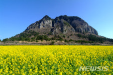 가장 먼저 봄이 시작되는 섬, 제주…2월 제주 관광 10선