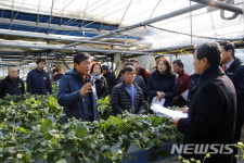 라승용 청장, 경남 함양 수출용 딸기 출하 현장 방문