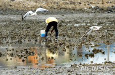 봄 맞이 굴 수확
