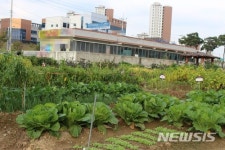[대구소식]동구, 공영텃밭 분양 등
