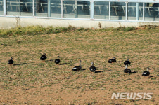 햇살 쬐는 오리들
